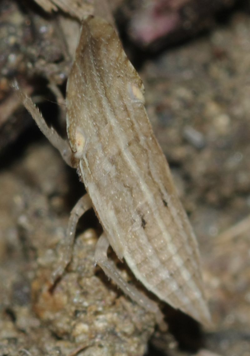 ninfa di Eupelix cuspidata  Calabria